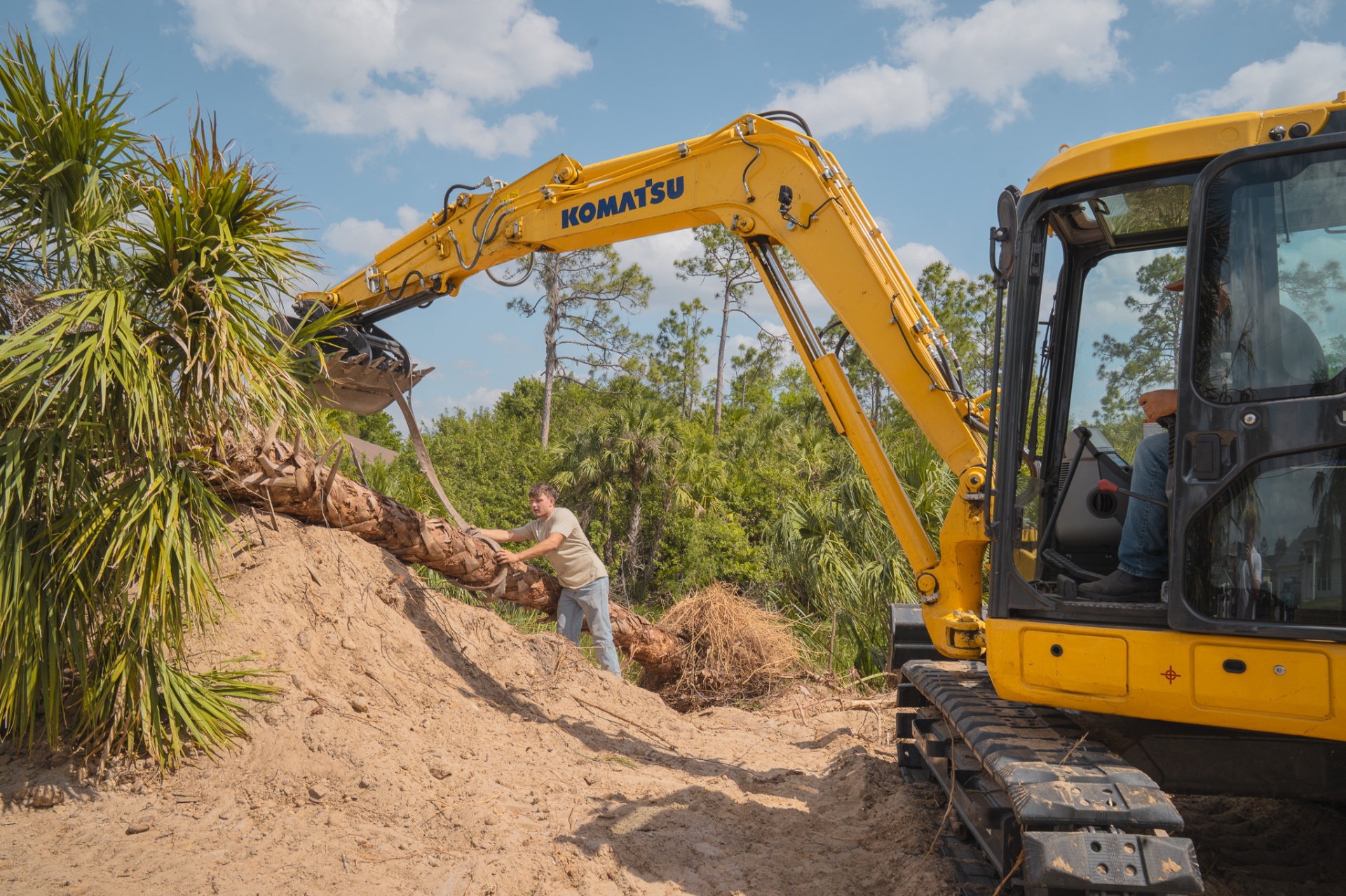 Palm tree removal in progress